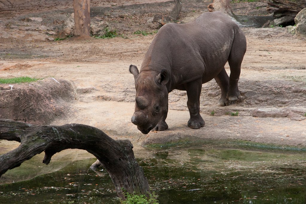 IMG_6684.jpg - Black rhino was up; eating and drinking.